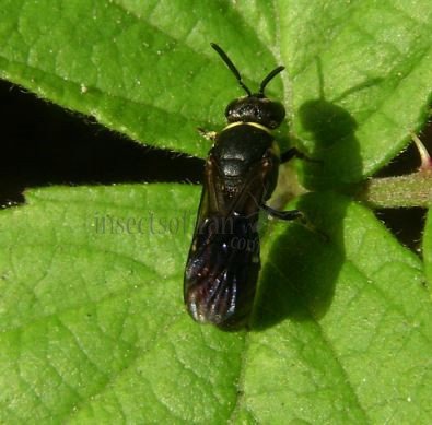 Hylaeus punctulatissimus -12