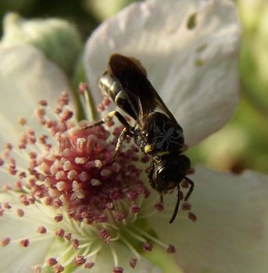 Hylaeus punctulatissimus -13