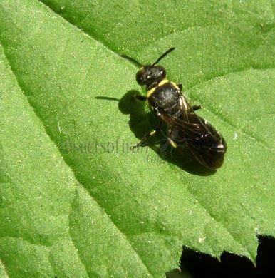 Hylaeus punctulatissimus -14