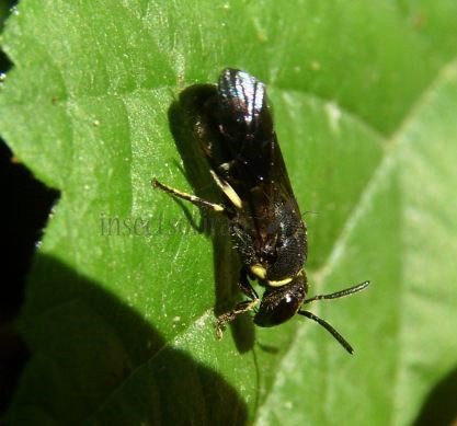 Hylaeus punctulatissimus -15