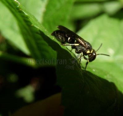 Hylaeus punctulatissimus -16