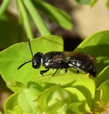 Hylaeus punctulatissimus -17