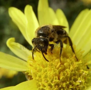 Colletes hederae-8