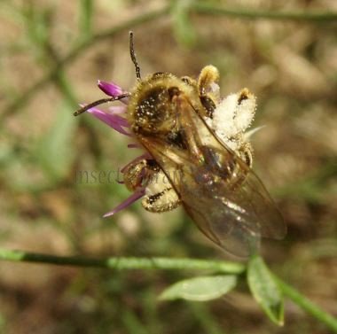 Colletes hederae-9