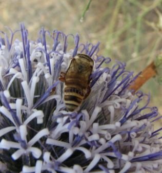 Colletes hylaeiformis-1