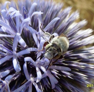 Colletes hylaeiformis-2