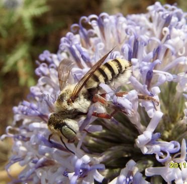 Colletes hylaeiformis-3