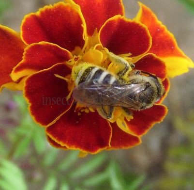 Colletes marginatus -1