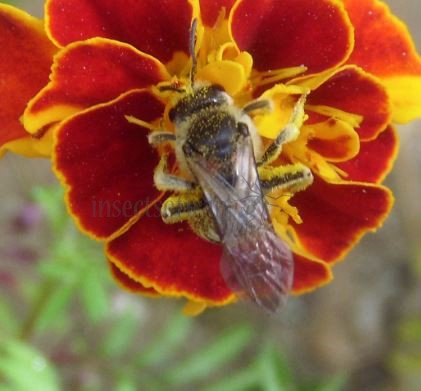 Colletes marginatus -2