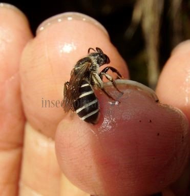 Colletes marginatus -3