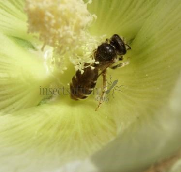 Colletes marginatus -4