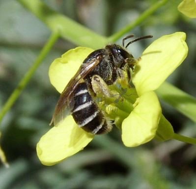 Colletes marginatus -5