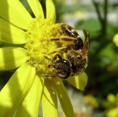 Colletes similis -1