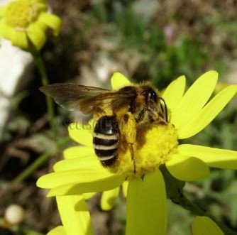 Colletes similis -2