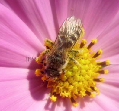 Colletes similis -3