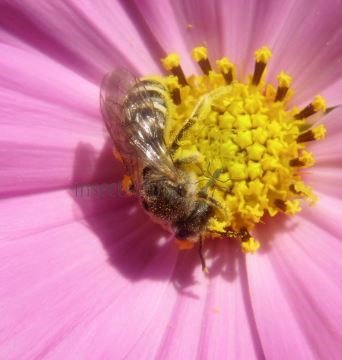 Colletes similis -3