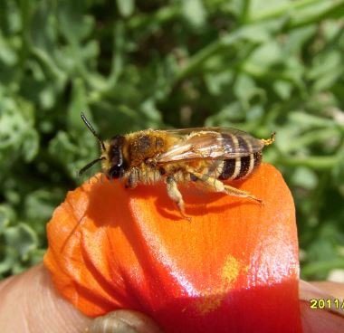 Colletes sp-1