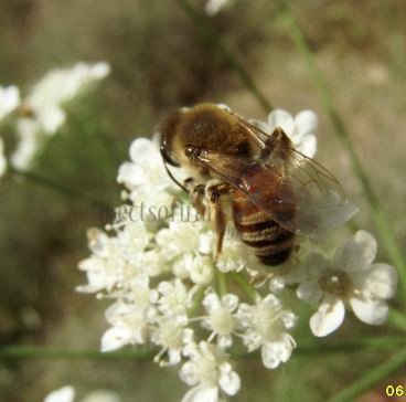 Colletes sp-2