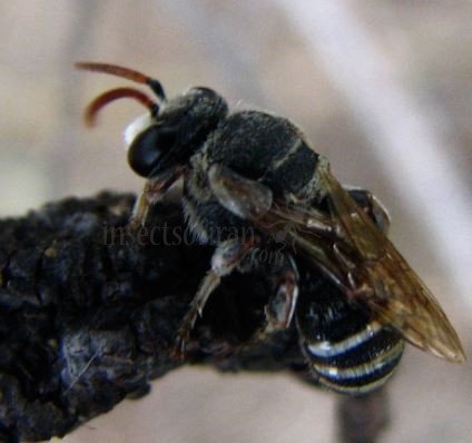 Colletes sp-3