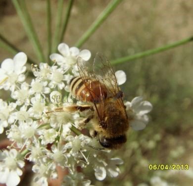 Colletes sp-4