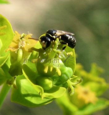 Hylaeus annularis -5