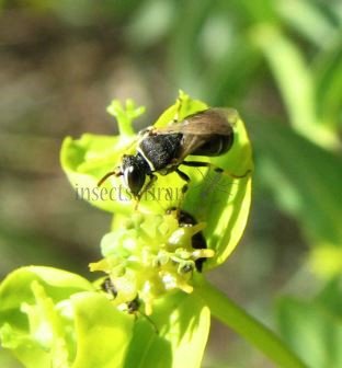 Hylaeus annularis -6