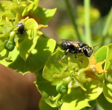 Hylaeus annularis -8