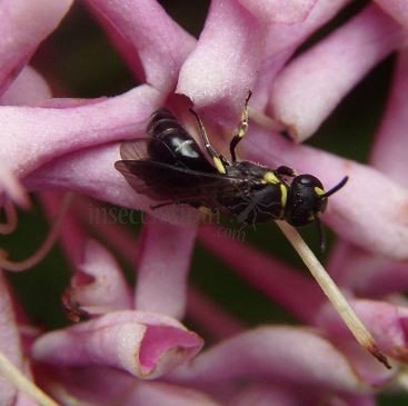 Hylaeus calvus-2