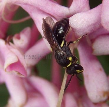 Hylaeus calvus-2