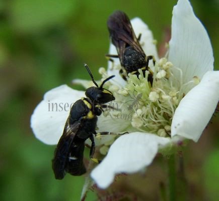 Hylaeus communis-1