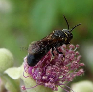 Hylaeus communis-2