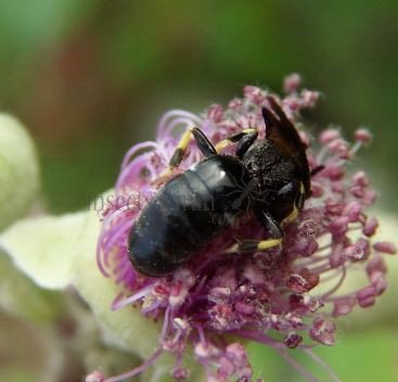 Hylaeus communis-3