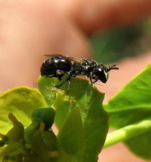 Hylaeus communis-5