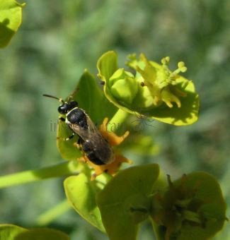 Hylaeus communis-6