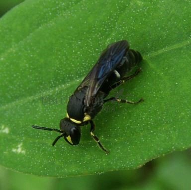 Hylaeus communis-9