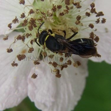 Hylaeus communis-10