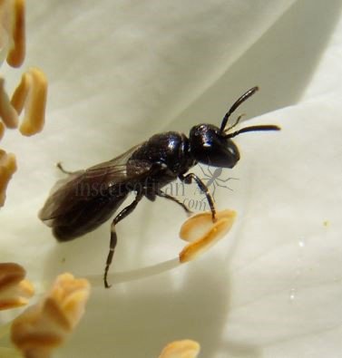 Hylaeus confusus-1