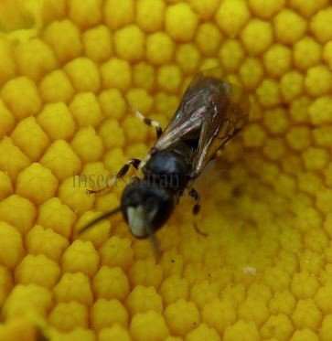 Hylaeus confusus-2