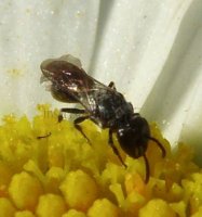 Hylaeus mesillae