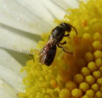 Hylaeus mesillae-4