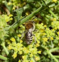 Colletes fodiens-2