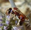 Wasps and Bees - Colletidae