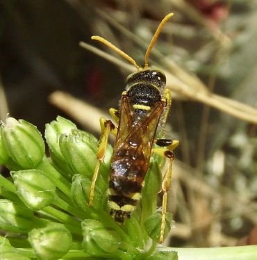 Cerceris quinquefasciata -3