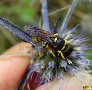 Ectemnius cephalotes -1