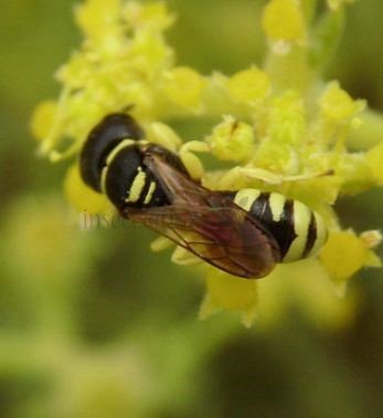 Ectemnius cephalotes-2