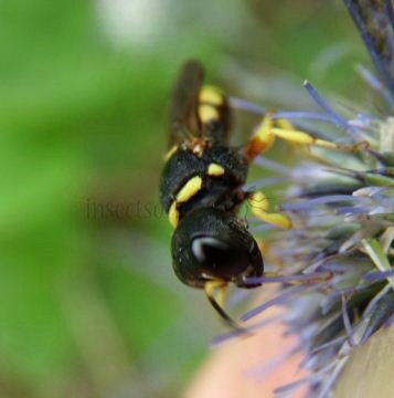 Ectemnius cephalotes-3