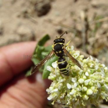 Ancistrocerus nigricornis-8