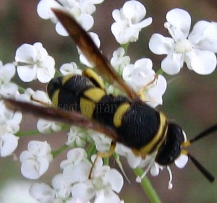 Eumenidae-3