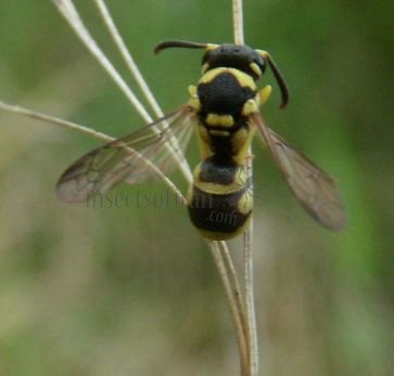 Parodontodynerus ephippium