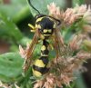 Wasps and Bees - Eumenidae